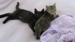 kitties Cinder and Snape