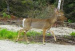 garden-deer-profile