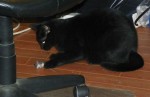 the-mouser2 kitty becomes a cat