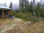 big-wind-022 tree down in big wind