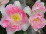 Angelique Tulips Angelique Tulips
