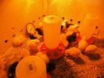 Chicks-016 Chicks-016