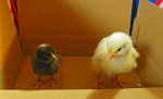 chicks at one week chicks at one week