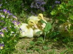 ducks on the run ducks on the run