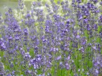 lavender lavender