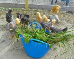 weed-and-feed2 weed and feed