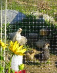 clover the bantam chicken
