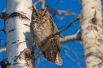 great-horned-owl