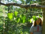 hannah-leaves using leaves for decoration