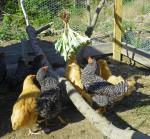 salad-on-a-string-061 Salad on a string for the chickens
