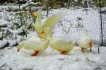 ducks-in-snow ducks in snow