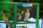snow-chicken chicken in the snow