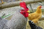 bloody-rooster That Bloody Rooster