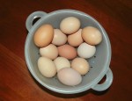 dozen-day A Dozen Egg Day