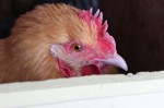 A buff in the box with the Canon EOS 3Ti