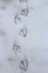 duck-tracks duck tracks