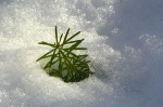 new-spruce baby spruce tree in the snow