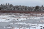 Frozen March Marsh Frozen March Marsh