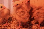 freedom-ranger-chicks-at-10-days freedom-ranger-chicks-at-10-days