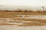 blustery2