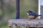 nuthatch