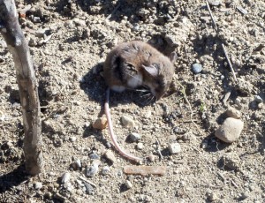 garden mouse