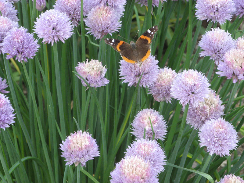 Butterfly In My Chives