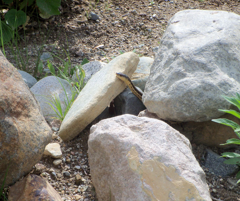 A Slytherin Named Lucius in My Garden