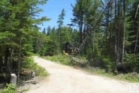 Tree Eating Monster Video
