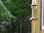 Hummingbird birds in flight