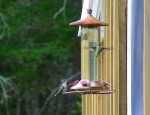 Two humming birds for dinner