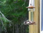 Two humming birds feeding