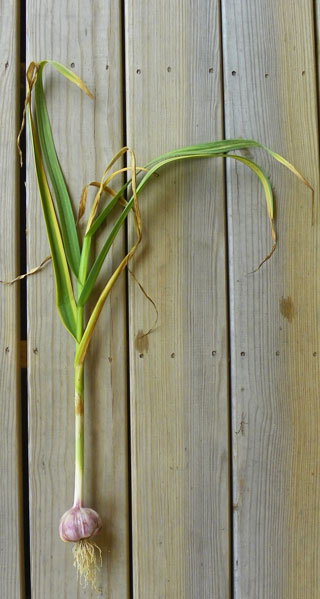 Garlic Harvest