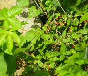 blackberry-bush
