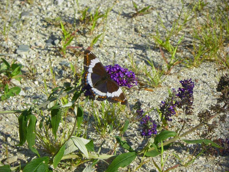 The Butterfly Bush