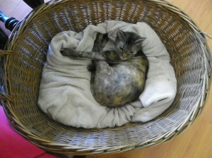 Cinder in antique laundry basket