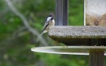 chickadee