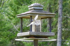 chickadee in flight