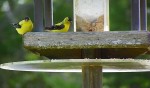 finches