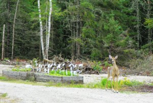 garden deer