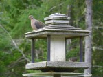 Morning dove wondering where the eats are.