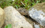 The toad who surprised me during my weeding.