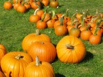 Pretty pumpkins