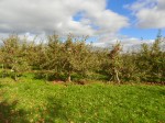 Apples ready for picking