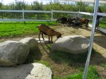 Does this goat think he's going to move that rock?