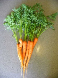garden fresh carrots