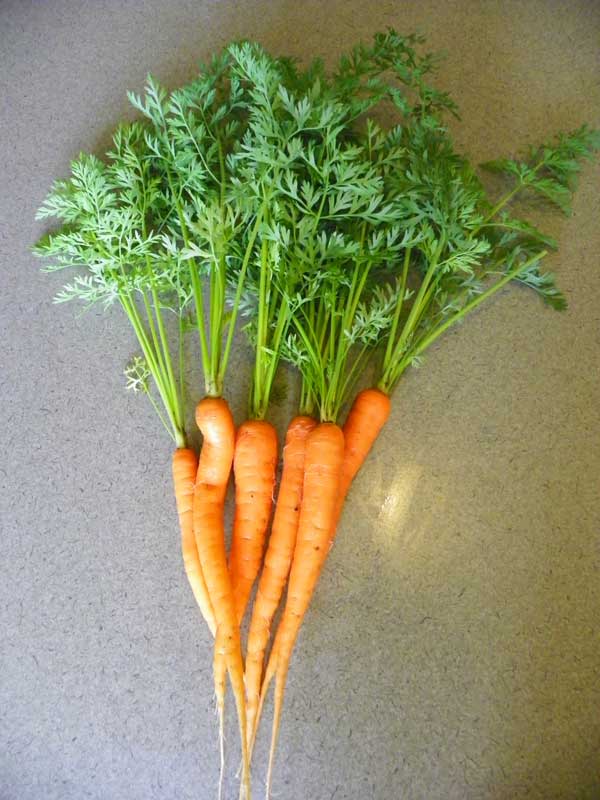 Garden Fresh Carrots