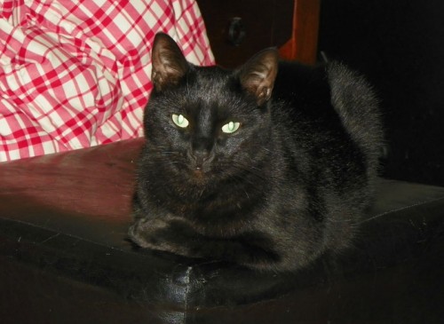 kitty-cat kitty becomes a cat