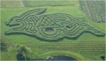 A borrowed aerial view of the corn maze