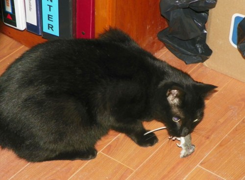 the-mouser the mouser